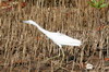 Little Blue Heron (Egretta caerulea) - Cuba