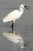 Little Egret (Egretta garzetta) - France