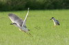 Black-crowned Night-heron (Nycticorax nycticorax) - France
