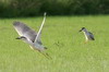 Bihoreau gris (Nycticorax nycticorax) - France