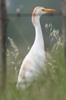 Cattle Egret (Bubulcus ibis) - France