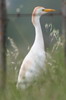 Hron garde-boeufs (Ardea ibis) - France