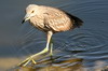 Bihoreau gris (Nycticorax nycticorax) - Prou