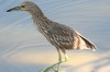 Bihoreau gris (Nycticorax nycticorax) - Prou