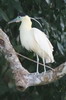 Bihoreau blanc (Pilherodius pileatus) - Pérou