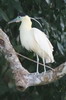 Bihoreau blanc (Pilherodius pileatus) - Prou