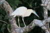 Capped Heron (Pilherodius pileatus) - Peru