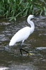 Little Egret (Egretta garzetta) - Madeira