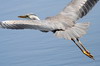 Grey Heron (Ardea cinerea) - Ethiopia