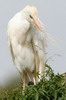 Cattle Egret (Bubulcus ibis) - Ethiopia