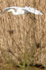 Great White Egret (Ardea alba) - France
