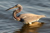 Tricolored Heron (Egretta tricolor) - Mexico