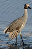 Yellow-crowned Night-heron (Nyctanassa violacea) - Mexico