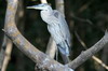 Great Blue Heron (Ardea herodias) - Mexico