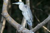 Grand Hron (Ardea herodias) - Mexique