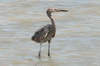 Reddish Egret (Egretta rufescens) - Mexico