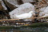 Snowy Egret (Egretta thula) - Mexico