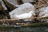 Aigrette neigeuse (Egretta thula) - Mexique