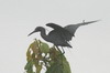 Aigrette bleue (Egretta caerulea) - Mexique