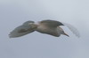 Cattle Egret (Bubulcus ibis) - Mexico