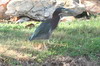 Green Heron (Butorides virescens) - Mexico