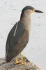 Black-crowned Night-heron (Nycticorax nycticorax) - Argentina