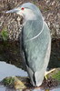 Bihoreau gris (Nycticorax nycticorax) - Argentine