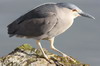 Bihoreau gris (Nycticorax nycticorax) - Argentine