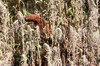 Rufescent Tiger-heron (Tigrisoma lineatum) - Argentina