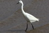 Little Egret (Egretta garzetta) - Morocco