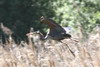 Purple Heron (Ardea purpurea) - France