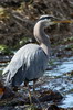Grand H�ron (Ardea herodias) - Canada