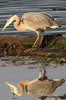 Grand H�ron (Ardea herodias) - Canada