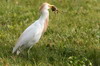 Hron garde-boeufs (Bubulcus ibis) - France