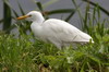 Hron garde-boeufs (Bubulcus ibis) - Afrique du Sud