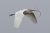 Héron garde-boeufs (Bubulcus ibis) - Afrique du Sud
