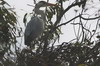 Grey Heron (Ardea cinerea) - South Africa