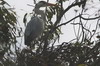 Hron cendr (Ardea cinerea) - Afrique du Sud