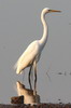 Great White Egret (Ardea alba) - Sri Lanka