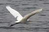 Intermediate Egret (Ardea intermedia) - Sri Lanka