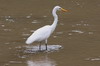 Intermediate Egret (Ardea intermedia) - Sri Lanka