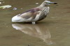 Indian Pond-heron (Ardeola grayii) - Sri Lanka