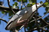 Black-crowned Night-heron (Nycticorax nycticorax) - Sri Lanka