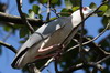 Bihoreau gris (Nycticorax nycticorax) - Sri Lanka