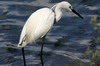 Aigrette garzette (Egretta garzetta) - Sri Lanka