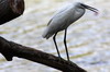 Aigrette garzette (Egretta garzetta) - Sri Lanka