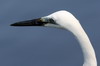 Great White Egret (Ardea alba) - Sri Lanka