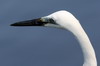 Grande Aigrette (Ardea alba) - Sri Lanka