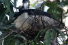 Black-crowned Night-heron (Nycticorax nycticorax) - Sri Lanka
