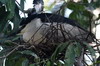 Bihoreau gris (Nycticorax nycticorax) - Sri Lanka